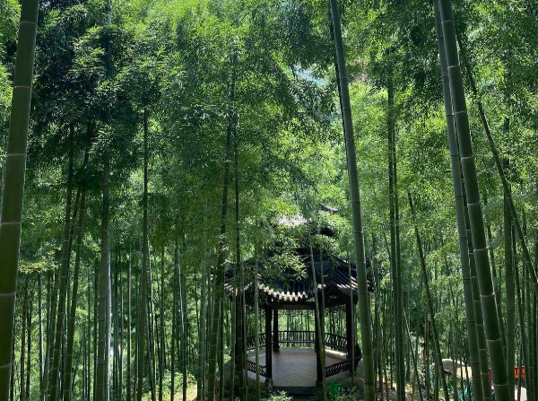 安吉大竹海探秘:《卧虎藏龙》取景地的绿色仙境-和风乐游农庄(图4) 安吉大竹海探秘:《卧虎藏龙》取景地的绿色仙境-和风乐游农庄(图4)