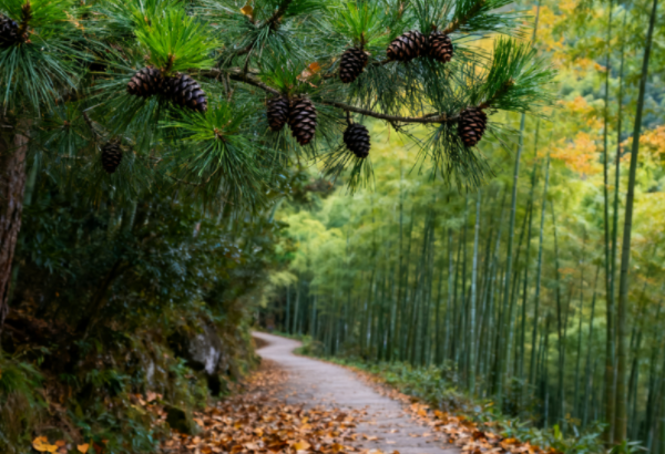 初秋灵峰寺游记:古银杏与竹海的诗意邂逅-和风乐游农庄(图3) 初秋灵峰寺游记:古银杏与竹海的诗意邂逅-和风乐游农庄(图3)