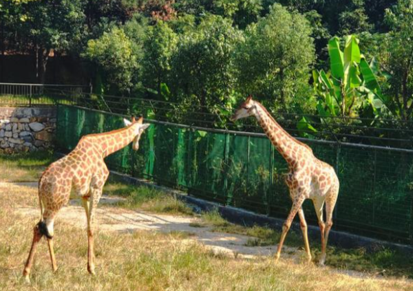 漫步安吉中南百草园体验自然之美与欢乐时光-和风乐游农庄(图3) 漫步安吉中南百草园体验自然之美与欢乐时光-和风乐游农庄(图3)