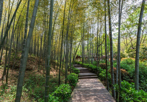 安吉大竹海探秘:《卧虎藏龙》取景地的绿色仙境-和风乐游农庄(图2) 安吉大竹海探秘:《卧虎藏龙》取景地的绿色仙境-和风乐游农庄(图2)