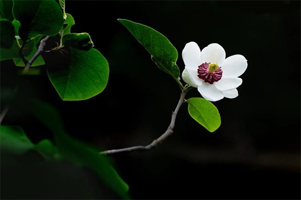 银石滩国家森林公园(图3)