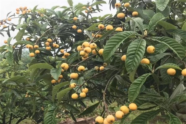 联怡枇杷生态园(图3)