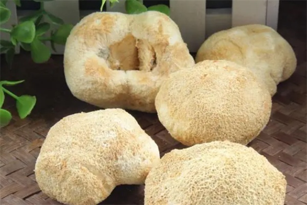 猴头菇(图2) 猴头菇(图2)