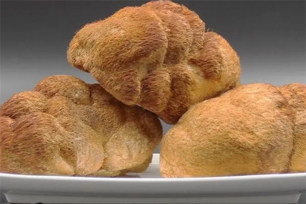 猴头菇(图1) 猴头菇(图1)