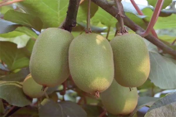 鲁山猕猴桃(图2)