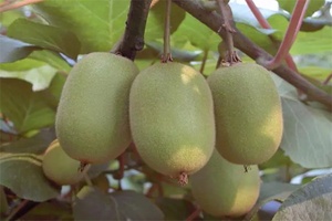 鲁山猕猴桃 - 和风乐游农庄