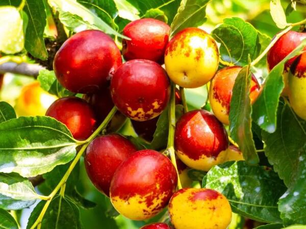 内黄大枣(图1) 内黄大枣(图1)