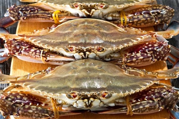 东港梭子蟹(图1) 东港梭子蟹(图1)