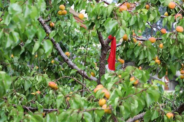 大孤山杏梅(图3) 大孤山杏梅(图3)