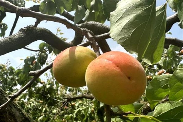 大孤山杏梅(图1) 大孤山杏梅(图1)