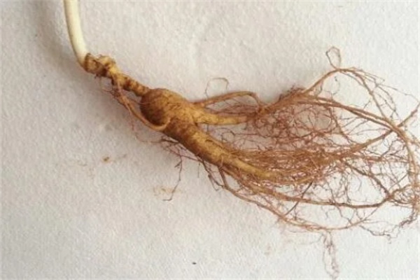 石柱参(图1) 石柱参(图1)