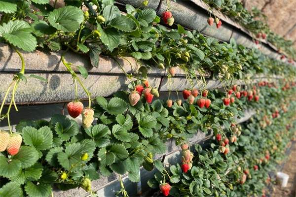 东港草莓(图3)