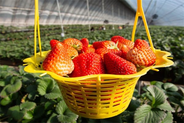 东港草莓(图1)