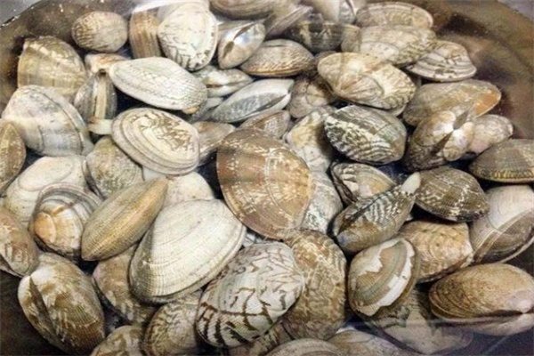 杂色蛤(图1) 杂色蛤(图1)