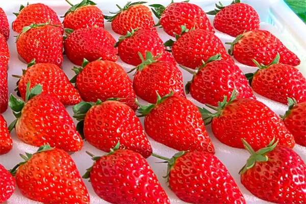 东港草莓(图2)