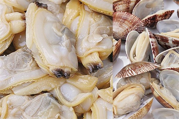 杂色蛤(图2) 杂色蛤(图2)