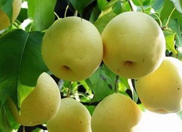 绥中白梨(图1)