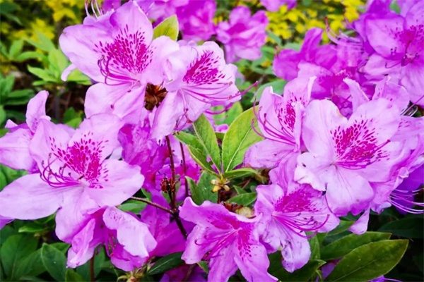 丹东杜鹃(图1) 丹东杜鹃(图1)