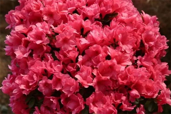 丹东杜鹃(图2) 丹东杜鹃(图2)