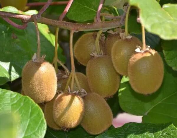 绥中猕猴桃(图1)