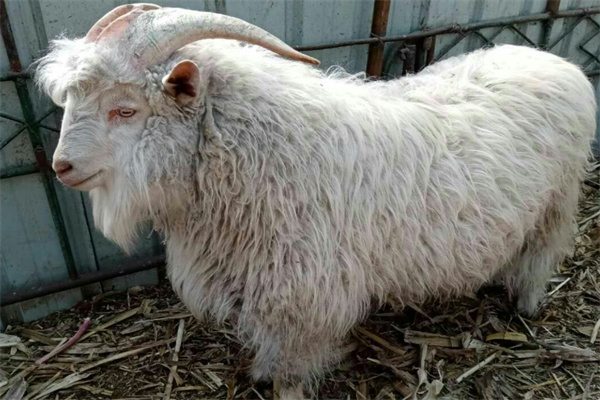 绒山羊(图1)