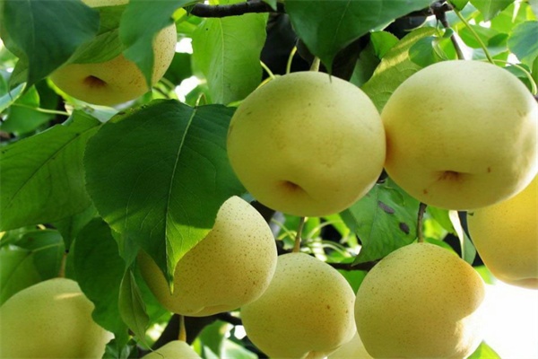孟津梨(图1) 孟津梨(图1)