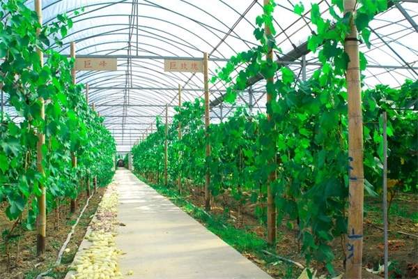 花果山百枣园(图1)