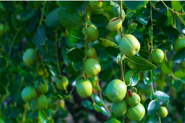 花果山百枣园(图2)