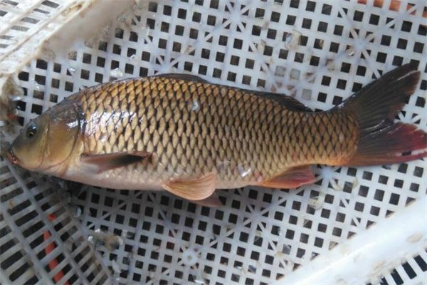 孟津黄河鲤鱼(图1)