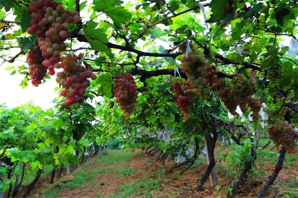 孟津葡萄(图1) 孟津葡萄(图1)