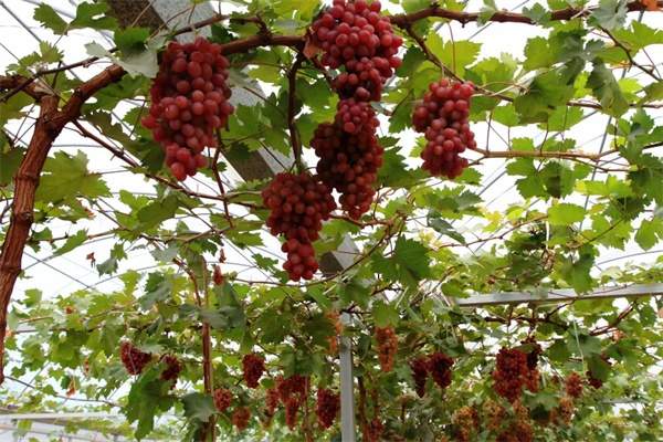 孟津葡萄(图2) 孟津葡萄(图2)