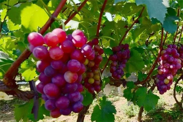 孟津葡萄(图3) 孟津葡萄(图3)