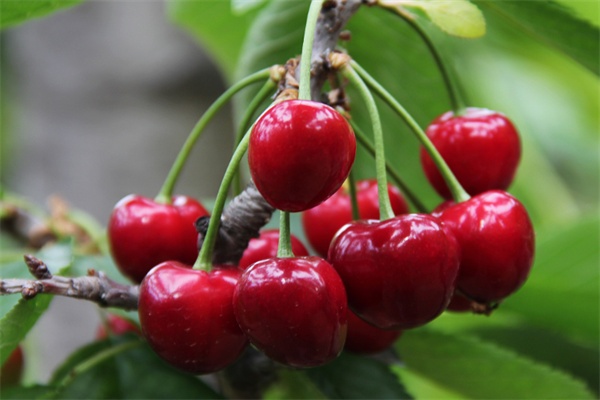 洛阳樱桃(图1) 洛阳樱桃(图1)