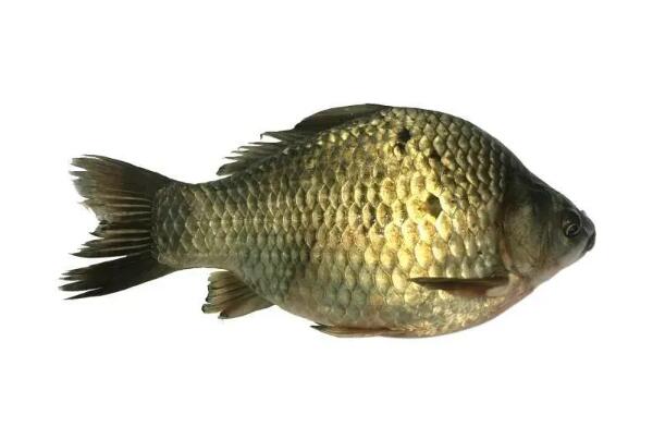 龙池鲫鱼(图1) 龙池鲫鱼(图1)