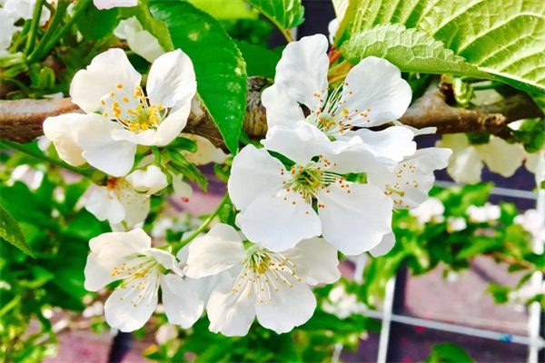 洛阳樱桃(图2) 洛阳樱桃(图2)