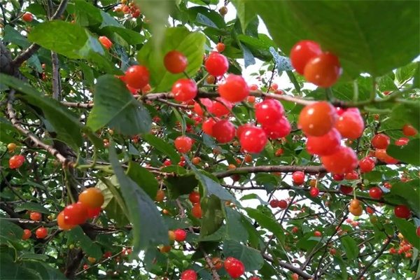 洛阳樱桃(图3) 洛阳樱桃(图3)