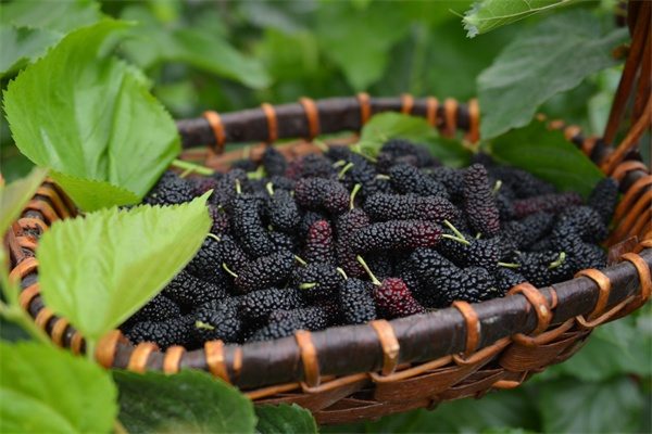 红花峪桑葚(图1) 红花峪桑葚(图1)