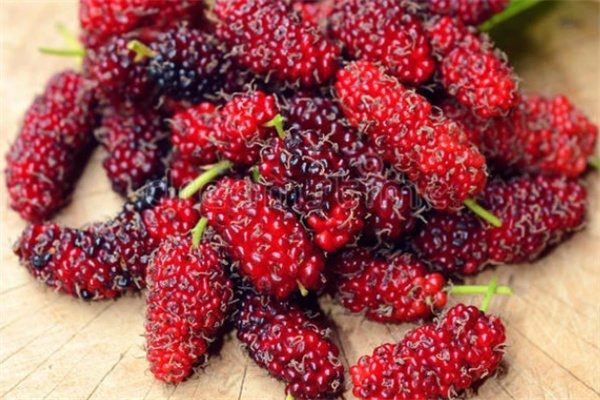 红花峪桑葚(图2) 红花峪桑葚(图2)