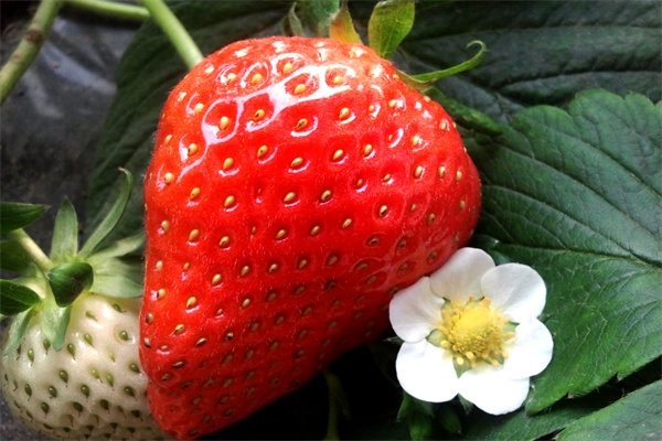 昌平草莓(图2) 昌平草莓(图2)