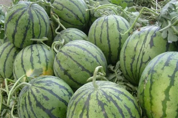 桑梓西瓜(图1) 桑梓西瓜(图1)