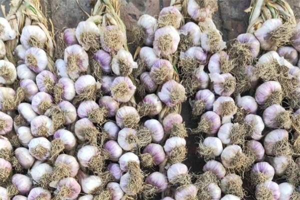 宝坻大蒜(图1) 宝坻大蒜(图1)