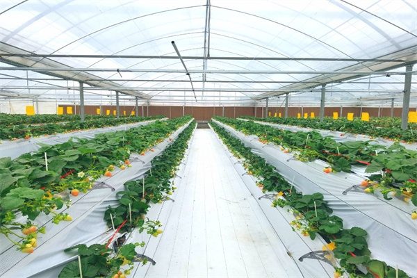 南京傅家边农业生态园(图1)