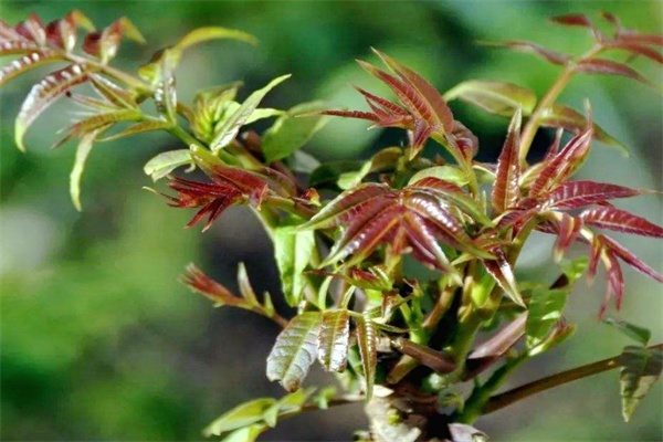 上方山香椿(图1)