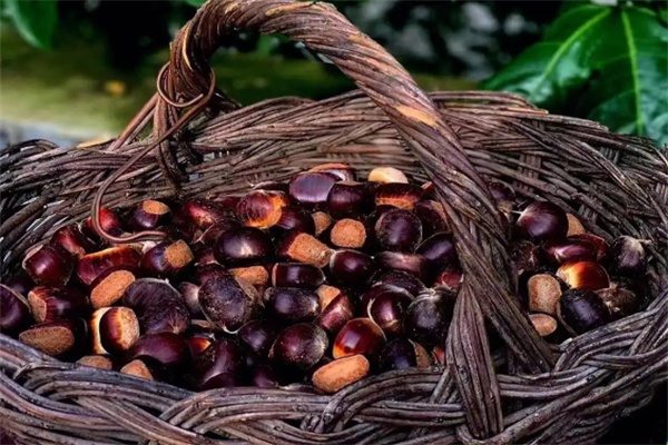 怀柔板栗(图2) 怀柔板栗(图2)