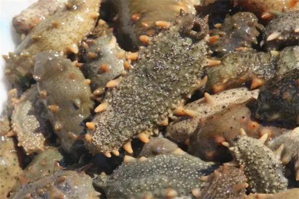 西霞口刺参(图1) 西霞口刺参(图1)