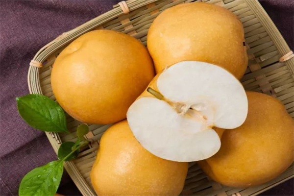 东山三吉梨(图1) 东山三吉梨(图1)