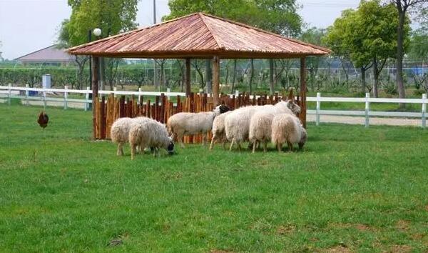 绿光休闲农场(图3)