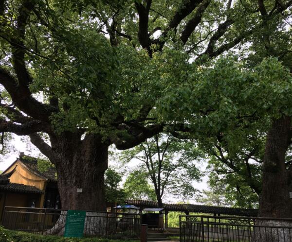 古樟植物园(图1)