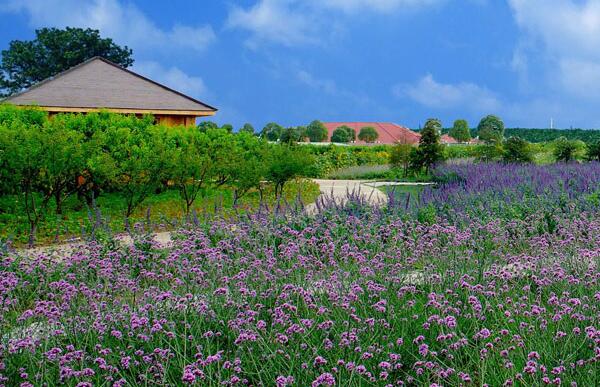 绿光休闲农场(图4)