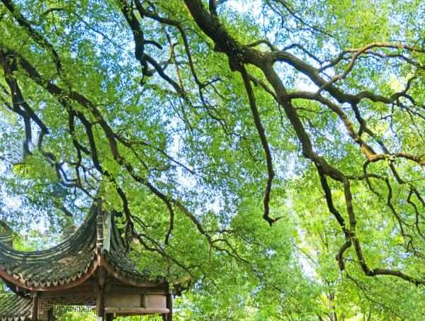 古樟植物园(图2)